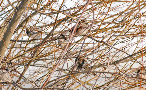 Pardais em casa em um arbusto de salgueiro durante o inverno frio — Fotografia de Stock
