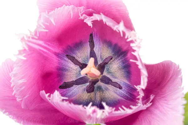 Tulipán con flecos rosados sobre fondo blanco —  Fotos de Stock