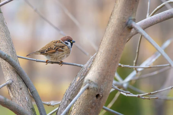 Gorrión Posa Una Rama Invierno —  Fotos de Stock