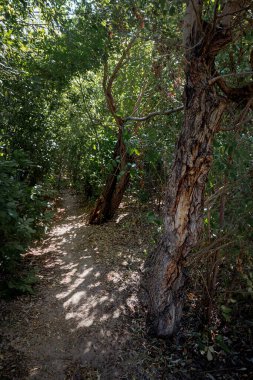Yazın orman. Güneşli bir günde akçaağaç, meşe, söğüt ve kavak ağaçları arasında bir yol.