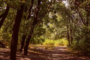 Yazın orman. Güneşli bir günde akçaağaç, meşe, söğüt ve kavak ağaçları arasında bir yol.