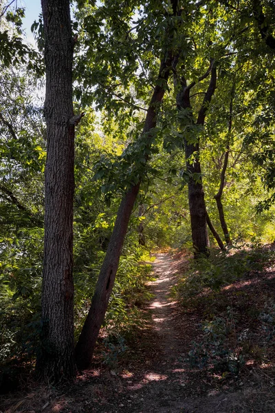 Ліс Влітку Шлях Між Кленовими Дубовими Вербовими Топольськими Деревами Під — стокове фото