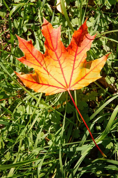 Sonbaharda ormanda, yeşil çimlerin üzerinde kırmızı ve turuncu akçaağaç yaprağı.