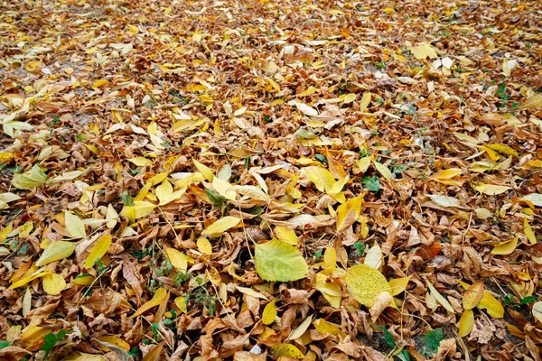 Warna Daun Musim Gugur Karpet Bawah Bulan Oktober Lembut Matahari — Stok Foto