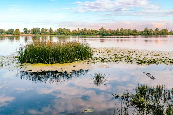 Scirpus Plantes Nénuphars Jaunes Dans Rivière Dniepr Kiev Ukraine Soir — Photo