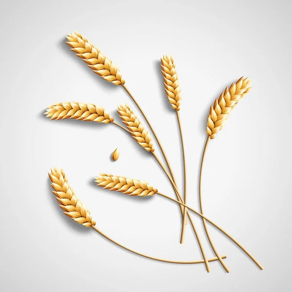 Illustration Golden Wheat Light Grey Background — Stock Vector