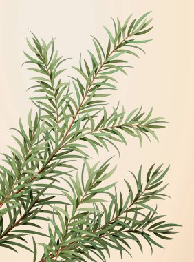 Üç boyutlu ruhani çay ağacı yaprakları, ilaç, kozmetik ve temel yağ örnekleri, açık sarı arka planda izole edilmiş.