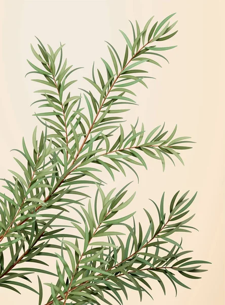 3d illustration of ethereal tea tree leaves, herb for medicine, cosmetics and essential oil, isolated on light yellow background — Stock Illustration Illustration Ethereal Tea Tree Leaves Herb Medicine Cosmetics Essential Oil Stock Illustration