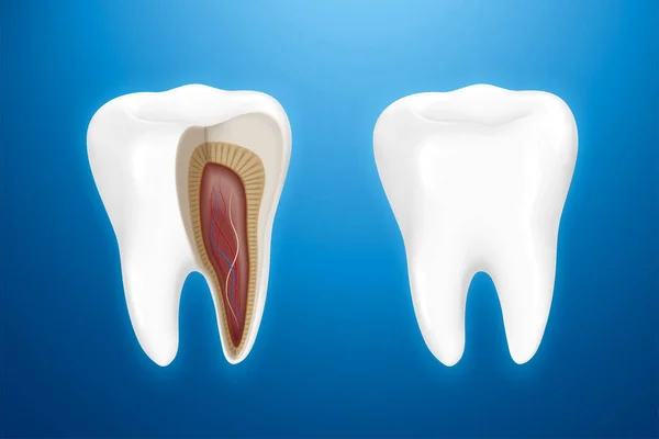 Anatomia Dei Denti Isolata Sfondo Blu Nell Illustrazione — Vettoriale Stock