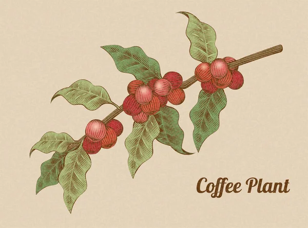 İşleme tarzında kırmızı kahve çekirdekleri.