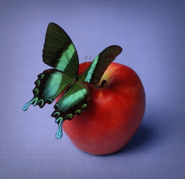 Schmetterling Auf Rotem Apfel Auf Blauem Hintergrund — Stockfoto