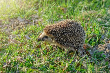 Yeşil çimlerde kirpi