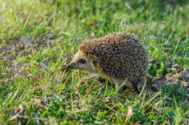 Yeşil çimlerde kirpi