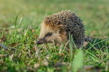 Yeşil çimlerde kirpi