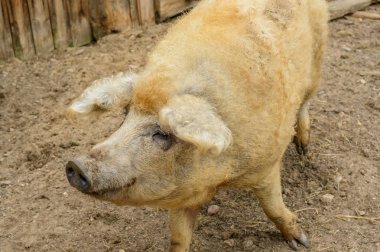 Köyde domuz var, bu yüzden sana yardım etmek istiyorum, tamam mı? Köyde domuz eti var.