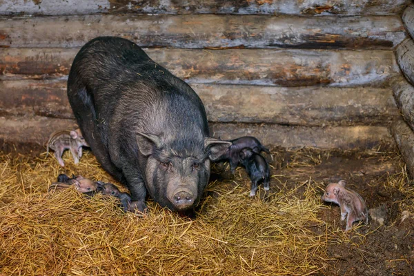 Black pig with piglets