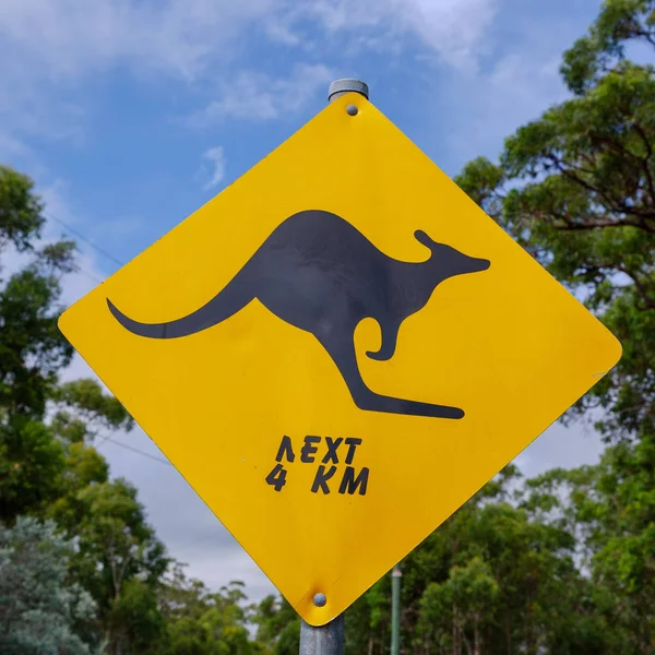 Full Frame Black Kangaroo Next 4Km Blue Sky Australian Bush — Stock Photo, Image