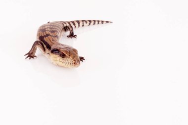 Australian Baby Eastern Blue Tongue Lizard closeup walking on reflective white perspex base isolated against white background, copy space in landscape format clipart