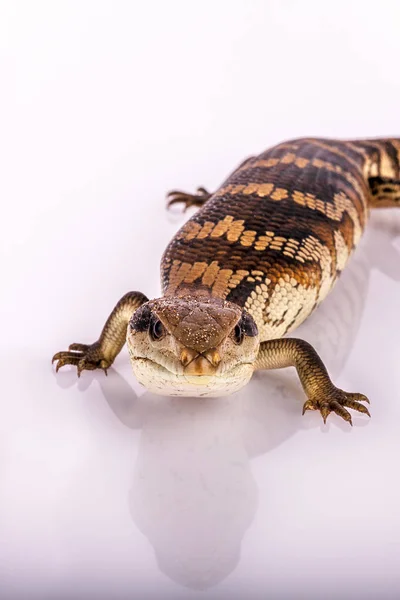 Australijski Młodzieży Wschodniej Blue Tongue Jaszczurka Selektywny Fokus Zbliżenie Wpatrzony — Zdjęcie stockowe