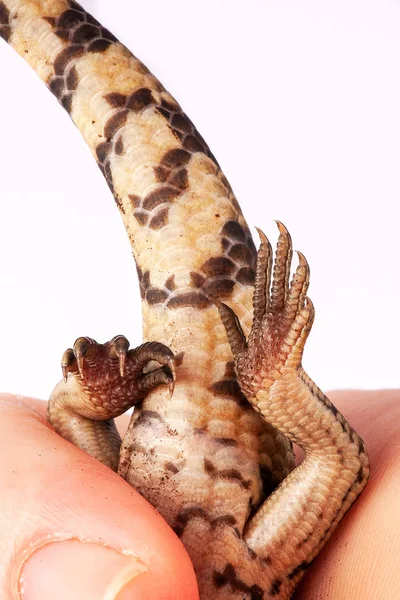 Australian Baby Eastern Blue Tongue Lagarto Primer Plano Debajo Las — Foto de Stock