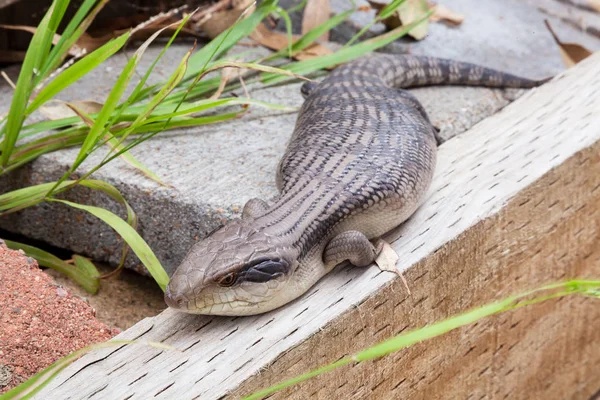 Australian Eastern Blue Tongue Lizard closeup in natural outdoor environment seeking food and shelter