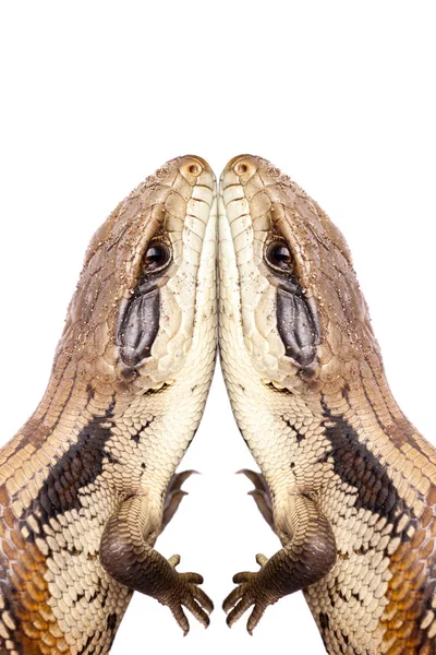 Australian Adolescent Eastern Blue Tongue Lizard Closeup Skin Skin Connection — Stock Photo, Image