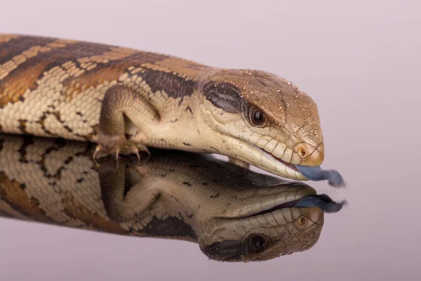 Australian Adolescent Eastern Blue Tongue Lizard tongue exposed in defence - selective focus and close up isolated on reflective perspex base in landscape format with copy space at the top