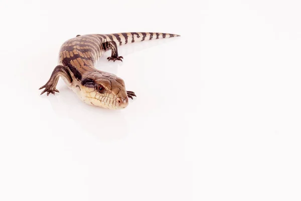 Australian Baby Eastern Blue Tongue Lagarto Primer Plano Caminando Sobre — Foto de Stock