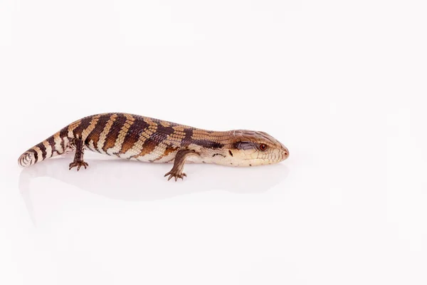 Australian Baby Eastern Blue Tongue Lizard Closeup Walking Reflective White — Stock Photo, Image