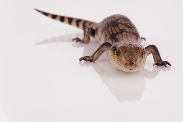 Australian Baby Eastern Blue Tongue Lagarto Mirando Espectador Listo Para —  Fotos de Stock