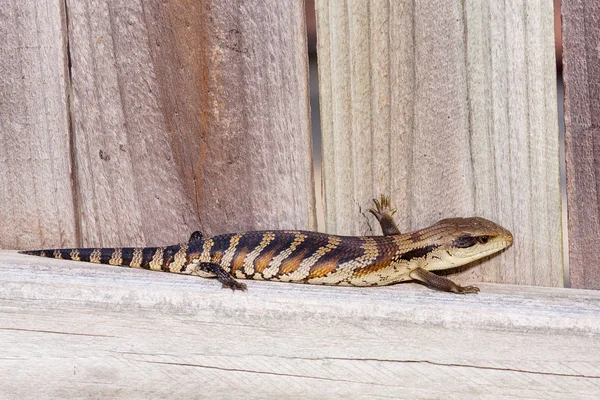 Australijski Młodzieży Wschodniej Blue Tongue Jaszczurka Zbliżenie Zewnątrz Środowiska Naturalnego — Zdjęcie stockowe