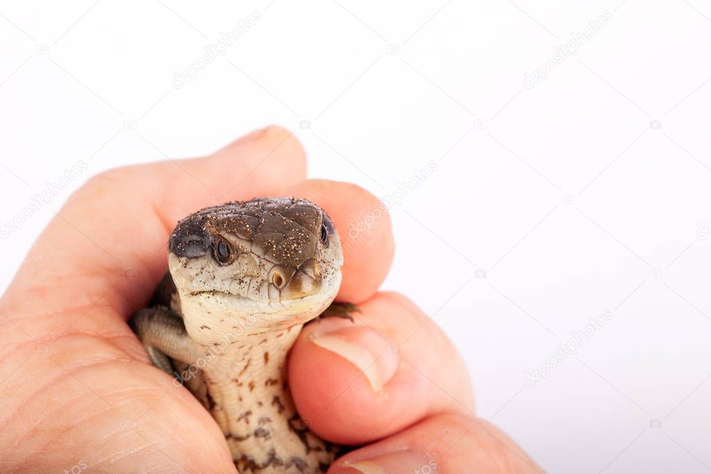 Australian Baby Eastern Blue Tongue Lizard closeup in adult hand isolated on white background with copy space in top landscape - cute colorful calm creature