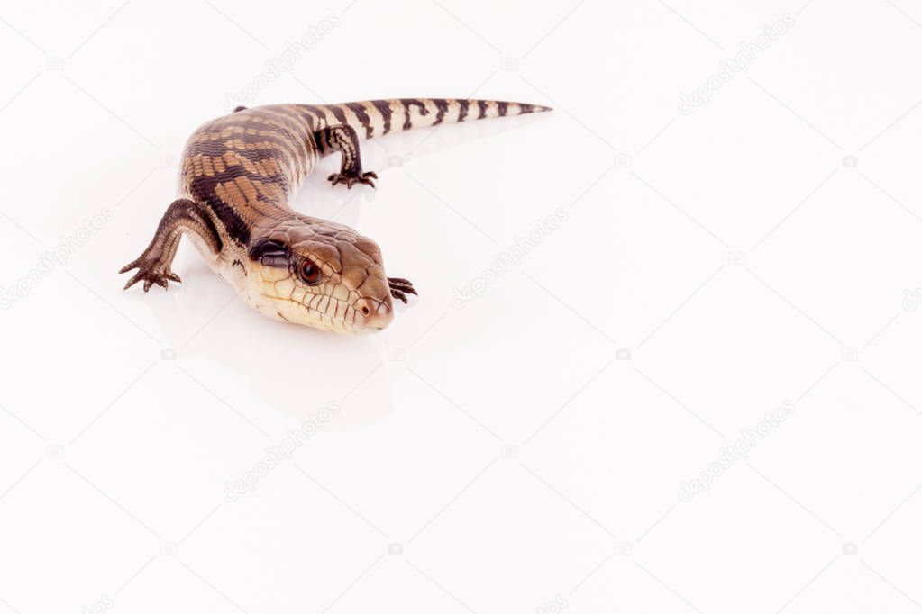 Australian Baby Eastern Blue Tongue Lizard closeup walking on reflective white perspex base isolated against white background, copy space in landscape format