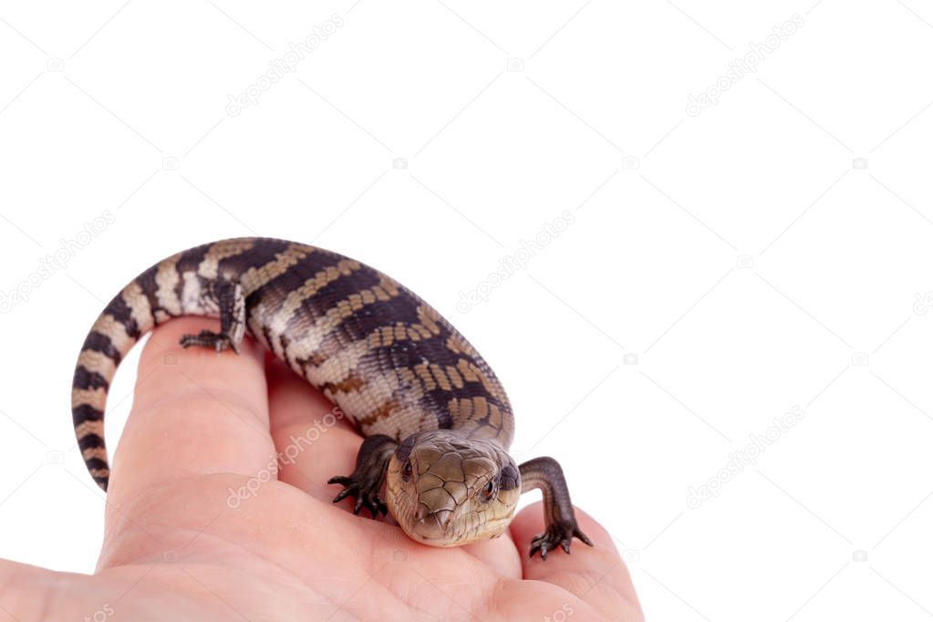 Australian Baby Eastern Blue Tongue Lizard selective focus and closeup on adult hand isolated on white background in landscape format with copy space at top and side