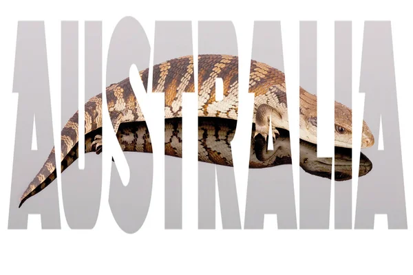 Ordet Australien Fylld Med Ikoniska Australiska Bild Blå Tunga Ödla — Stockfoto