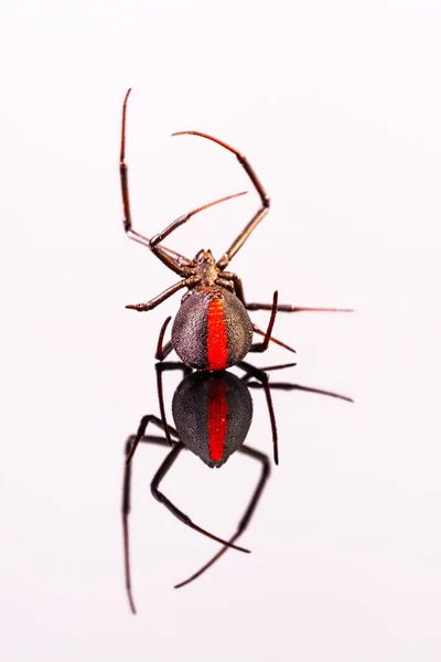 Австралійський Жіночий Redback Людина Павук Спині Ногах Вгору Повітрі — стокове фото
