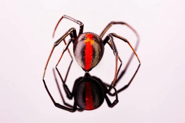 Australiano Feminino Redback Spider Caminhando Embora — Fotografia de Stock