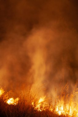 Azgın çim orman yangını, gece aşırı closeup. Tehlike, orman yangını uyarı, yaz bushfires posterler veya memes için ilham kaynağı. Duvar kağıdı veya yoğun renk veya renk arka plan