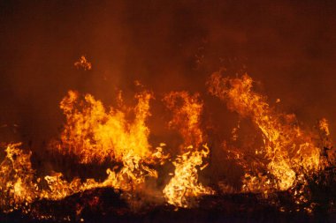 Azgın çim orman yangını, gece aşırı closeup. Tehlike, orman yangını uyarı, yaz bushfires posterler veya memes için ilham kaynağı. Duvar kağıdı veya yoğun renk veya renk arka plan