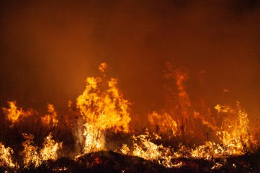 Azgın çim orman yangını, gece aşırı closeup. Tehlike, orman yangını uyarı, yaz bushfires posterler veya memes için ilham kaynağı. Duvar kağıdı veya yoğun renk veya renk arka plan