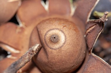 Selective focus - macro and closeup of inedible Australian Fungi - Rounded Earthstar or Geastrum saccatum found in central coast of New South Wales in winter after rain and warm days. Poking central pore opening with stick to release powdery spores. clipart