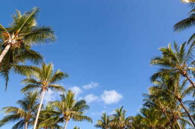 Gökyüzü, beyaz kabarık bulutlar, palmiye ağaçları, aqua, gök mavisi, sarı ve yeşil şişe suları Great Barrier Reef mercan beyaz kumları alıştırma mavi
