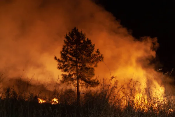 Raivoava Ruoho Kulovalkea Yöllä Inspiraatio Vaara Bushfire Varoitus Kesän Bushfire — kuvapankkivalokuva