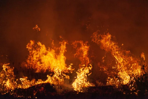 Azgın çim orman yangını, gece aşırı closeup. Tehlike, orman yangını uyarı, yaz bushfires posterler veya memes için ilham kaynağı. Duvar kağıdı veya yoğun renk veya renk arka plan