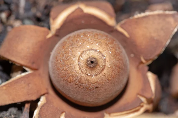 Kış yağmur ve sıcak gün sonra merkez sahil, New South Wales içinde bulunan seçici odak - makro ve Avustralya mantarlar closeup - yuvarlak Earthstar veya Geastrum saccatum. Toz sporlar ve yenmez.