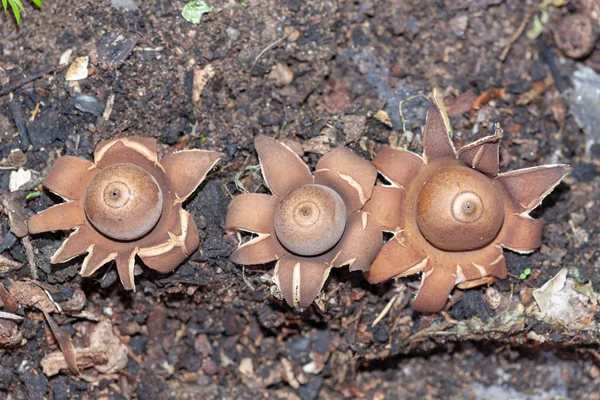 Makro, closeup üç yenmez Avustralya mantar - yuvarlak Earthstar veya Geastrum saccatum Merkez sahil, New South Wales içinde kış yağmur ve sıcak gün sonra bulundu. Rüzgar toz sporlar merdiveninde kurtmantarı üzerinde baskı ile.