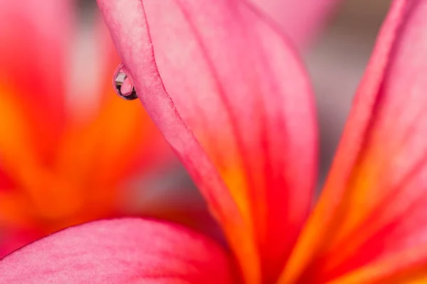 Seçici odak ve makro pembe ve sarı plumeria, çiçekli bitkiler dogbane ailesindeki - Spa, Masaj, meditasyon ve gevşeme ile tasarımlar için kare biçiminde su damlacığı ile frangipani