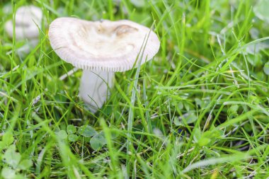 Yeşil sulu çim arka plan üzerinde mantar.
