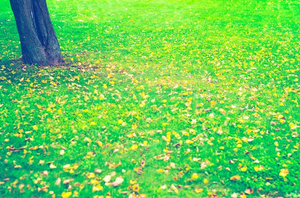 Autumn lawn with trees in background in park. Yellow leaves in the green grass.