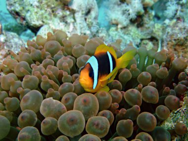 Kızıl Deniz Anemonbalığı (amfiprion bicinctus). Sharm el Sheikh 'de Ras Mohammed' de çekildi..